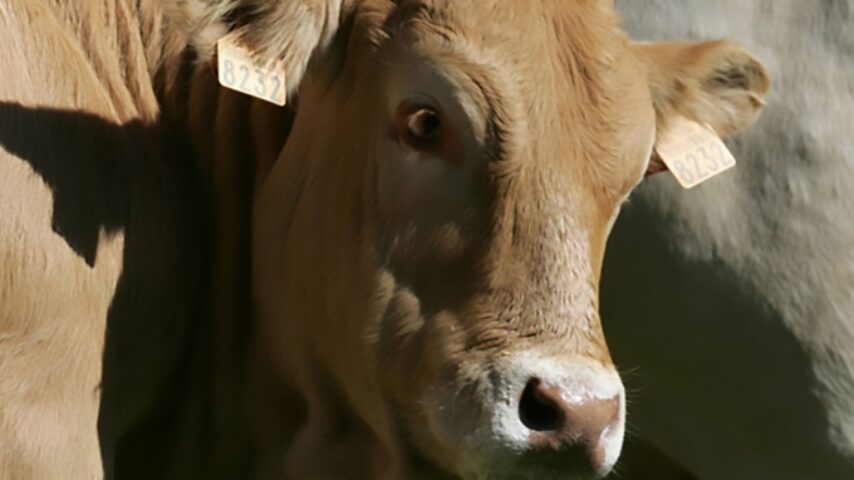 Σκληρή ανακοίνωση των κτηνοτρόφων Αν. Μακεδονίας-Θράκης για τις συνδεδεμένες βοοειδών