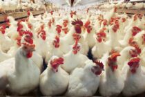 Η γρίπη των πτηνών απειλεί δραματικά την πτηνοτροφία της Γερμανίας