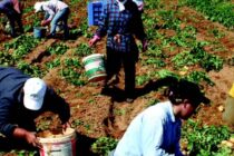 Έλεγχοι σε αγροτικές επιχειρήσεις για εργασιακή εκμετάλλευση
