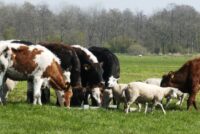 ΣΥΡΙΖΑ: Χαοτική η νέα ΚΑΠ – χαμένοι οι κτηνοτρόφοι από το νέο στρατηγικό σχέδιο