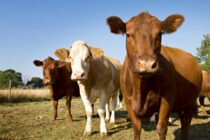Κατανομή οικονομικής στήριξης, υπό προϋποθέσεις, 89 εκατ. ευρώ στους κτηνοτρόφους