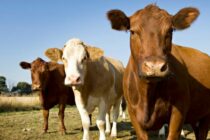 Κατανομή οικονομικής στήριξης, υπό προϋποθέσεις, 89 εκατ. ευρώ στους κτηνοτρόφους