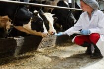 Νέα γενιά προνομιούχας αντιβιοτικής ύλης στις ζωοτροφές