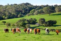 «Ψηφιοποιήση ισοζυγίων γάλακτος – Άρτεμις 2.0 / Agritrack – Παράνομες ελληνοποιήσεις» απειλούν την κτηνοτροφία