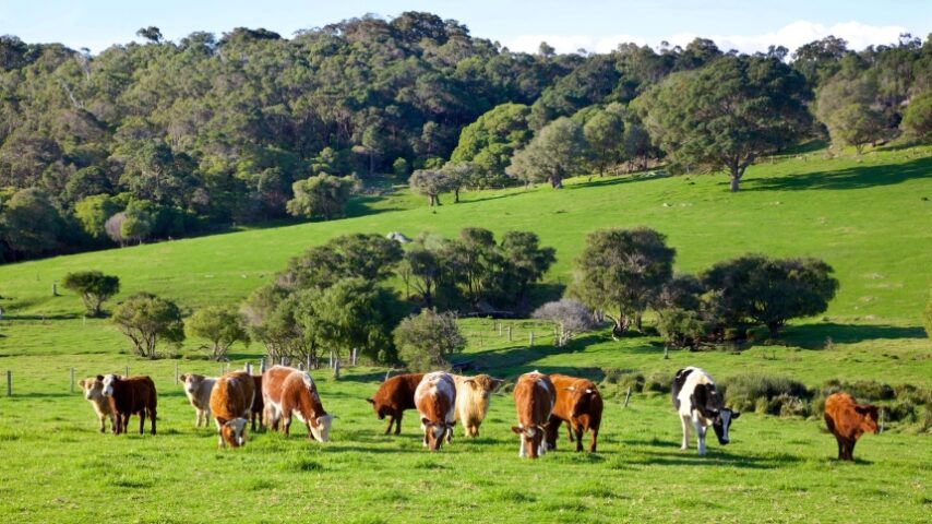«Ψηφιοποιήση ισοζυγίων γάλακτος – Άρτεμις 2.0 / Agritrack – Παράνομες ελληνοποιήσεις» απειλούν την κτηνοτροφία