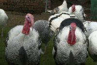 Βρετανία: Η μισή παραγωγή γαλοπούλας αποδεκατίστηκε εξαιτίας της γρίπης των πτηνών