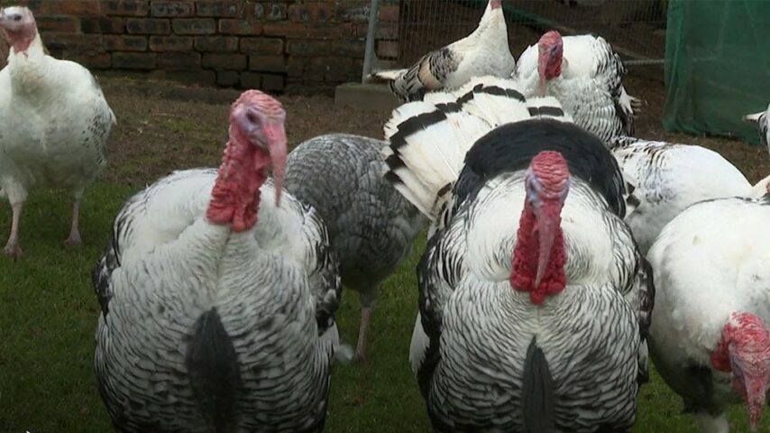 Βρετανία: Η μισή παραγωγή γαλοπούλας αποδεκατίστηκε εξαιτίας της γρίπης των πτηνών