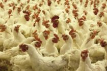 Rabobank: Ισχυρές οι προοπτικές για την παγκόσμια ζήτηση πουλερικών το 2023