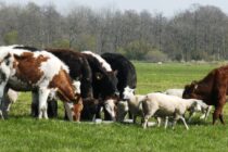 25% η αύξηση κόστους στην κτηνοτροφία