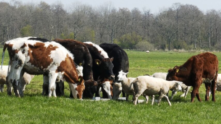25% η αύξηση κόστους στην κτηνοτροφία