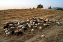 Αλ. Καχριμάνης: Ο ΣΥΡΙΖΑ ευθύνεται για τη συρρίκνωση της κτηνοτροφίας
