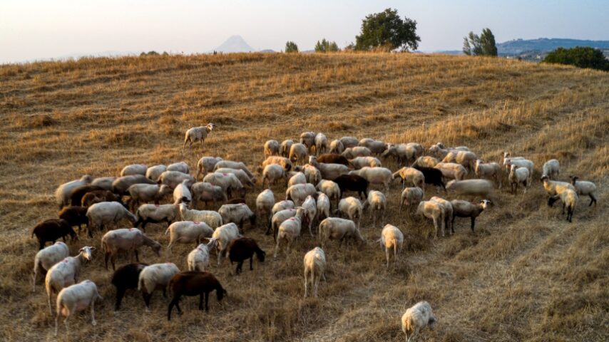 Αλ. Καχριμάνης: Ο ΣΥΡΙΖΑ ευθύνεται για τη συρρίκνωση της κτηνοτροφίας