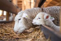 ΣΕΚ: Πολλοί κτηνοτρόφοι εκτός της έκτακτης ενίσχυσης για τις ζωοτροφές