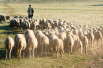 Ενίσχυση και για τους νεοεισερχόμενους κτηνοτρόφους ζητά ο ΣΕΚ