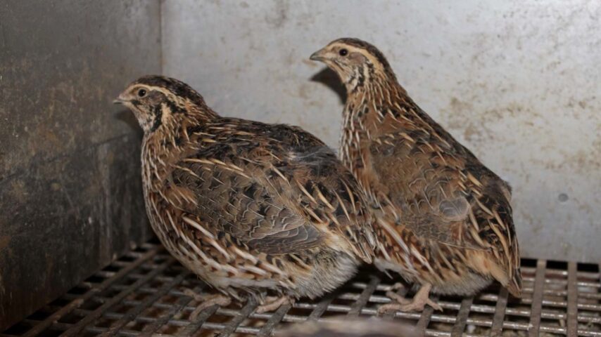 Στη Βουλγαρία το πρώτο κρούσμα γρίπης των πτηνών για φέτος