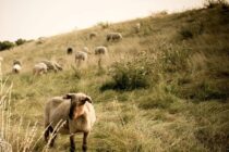 Απόφαση δικαιούχων στο Μέτρο 23 του ΠΑΑ για την ενίσχυση της κτηνοτροφίας