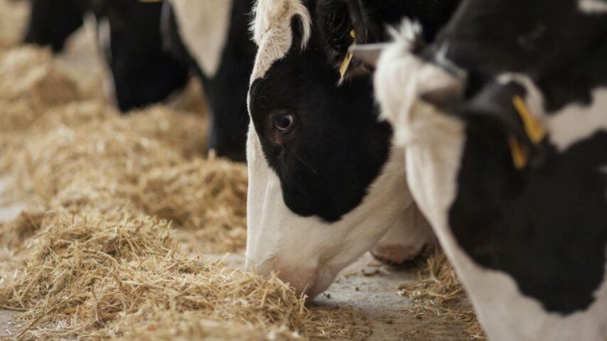Αγροτικοί Σύλλογοι ΑΜ-Θ για το Μέτρο 22: Από δικαιούχοι, απορριπτέοι  πολλοί κτηνοτρόφοι από την ενίσχυση των ζωοτροφών