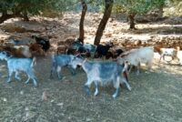 Εκτός αυτόχθονων φυλών τα αιγοπρόβατα της Κρήτης