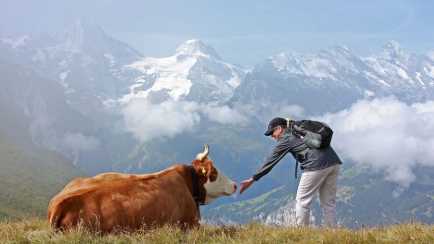 Το 72% των Ελβετών εμπιστεύονται το ντόπιο κρέας