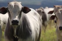 Οι ΗΠΑ αναστέλλουν επ’ αόριστον τις εισαγωγές βοοειδών από τη Βραζιλία, λόγω κρούσματος σπογγώδους εγκεφαλοπάθειας