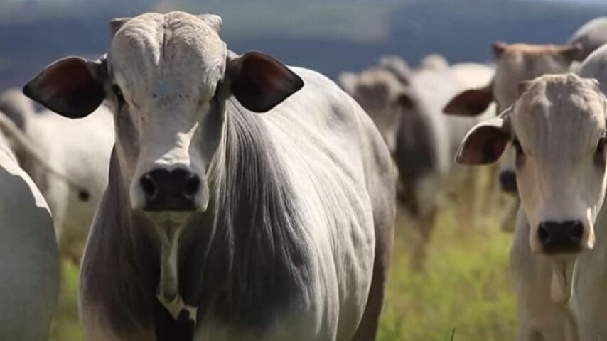 Οι ΗΠΑ αναστέλλουν επ’ αόριστον τις εισαγωγές βοοειδών από τη Βραζιλία, λόγω κρούσματος σπογγώδους εγκεφαλοπάθειας