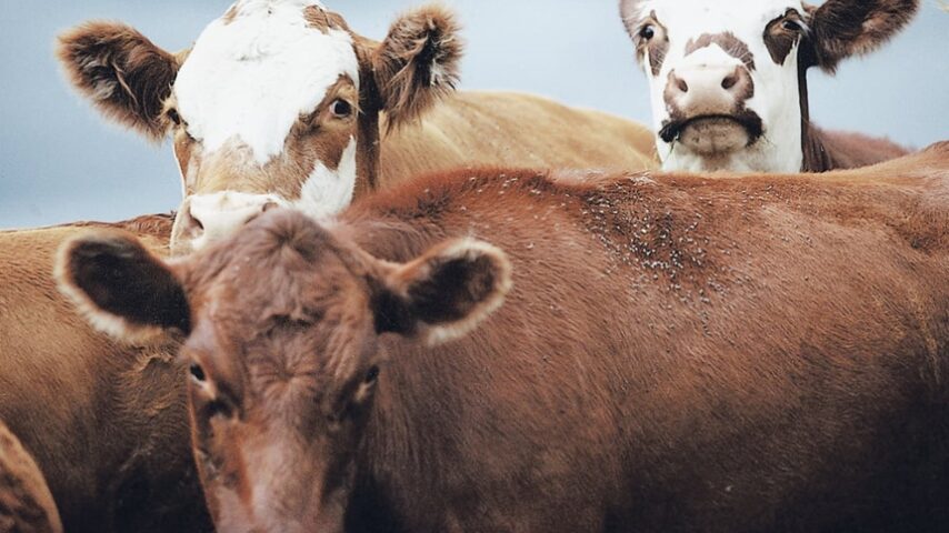 Η κατανάλωση κρέατος στις ΗΠΑ παραμένει αμείωτη με διαφοροποιήσεις στα είδη και στην ποσότητα
