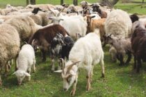 Προσπάθειες από κτηνοτρόφους και κρεοπώλες για συντηρητικές τιμές στα αμνοερίφια