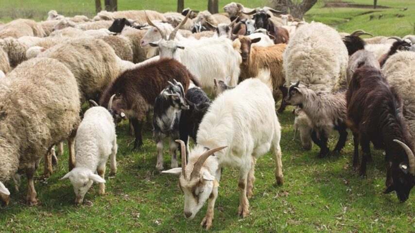 Προσπάθειες από κτηνοτρόφους και κρεοπώλες για συντηρητικές τιμές στα αμνοερίφια