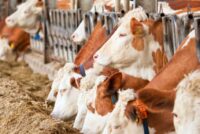 Αποκλεισμούς από την ενίσχυση των ζωοτροφών καταγγέλλουν οι κτηνοτρόφοι