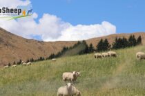 Διαδικτυακό σεμινάριο προβατοτροφίας – σύνδεση με Νέα Ζηλανδία
