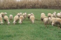 15-31 Μαΐου κατάθεση παραστατικών για αυτόχθονα αιγοπρόβατα και χοιροειδή