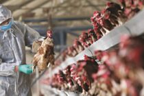Η Ε.Ε. αποζημιώνει Ιταλούς πτηνοτρόφους για ζημιές από τη γρίπη των πτηνών