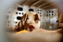 Kάμερες στα σφαγεία χοίρων των ΗΠΑ για να διασφαλιστεί η υποχρεωτική αναισθητοποίηση των ζώων