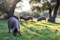 Υπόδειγμα βιώσιμης ανάπτυξης ο ισπανικός τομέας χοιρινού κρέατος