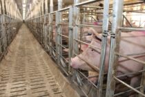 Κάθετη αύξηση στις εξαγωγές ρωσικού χοιρινού κρέατος