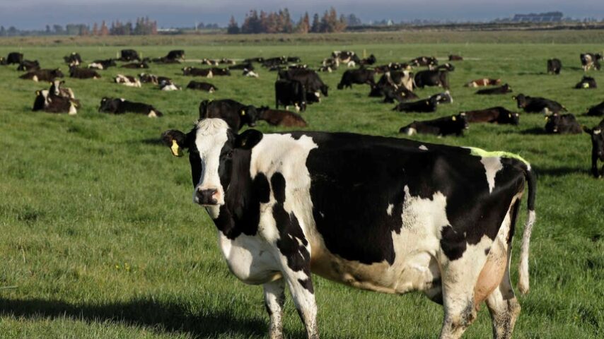 Μετά την Ολλανδία, η σειρά της Ιρλανδίας να μειώσει δραστικά την κτηνοτροφία της, εξαιτίας των εκπομπών ρύπων
