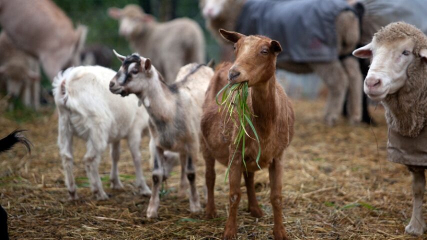 Κρούσματα φυματίωσης σε αιγοπρόβατα στη Λακωνία