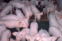 Μείωση παραγωγής χοιρινού κρέατος – αύξηση τιμών και εγκατάλειψη της χοιροτροφίας από τους Γερμανούς κτηνοτρόφους
