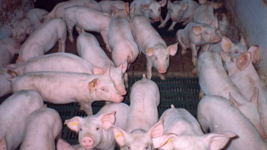 Μείωση παραγωγής χοιρινού κρέατος – αύξηση τιμών και εγκατάλειψη της χοιροτροφίας από τους Γερμανούς κτηνοτρόφους