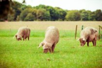 Μείωση παραγωγής χοιρινού κρέατος στην Ε.Ε. – Οι καταναλωτές στρέφονται στα πουλερικά