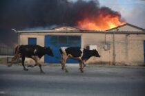 ΣΕΚ: Άμεση προτεραιότητα οι πληγέντες των πυρκαγιών, χωρίς γραφειοκρατικά κωλύματα
