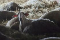Εντός του Οκτωβρίου οι προκαταβολές των αποζημιώσεων στους πληγέντες κτηνοτρόφους