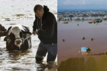 Κατά προτεραιότητα η περισσυλογή νεκρών ζώων στις πληγείσες περιοχές της Θεσσαλίας