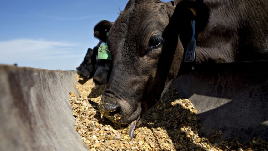 Rabobank: Μείωση παραγωγής – μείωση τιμών του βόειου κρέατος στην Ευρώπη