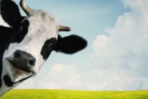 Kρούσματα δυνητικά θανατηφόρας νόσου βοοειδών στη Γαλλία