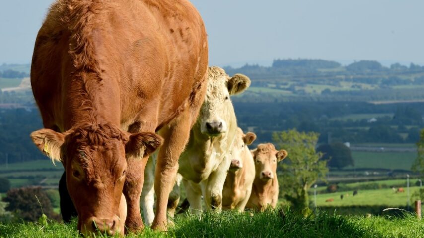Προσπάθεια μείωσης των τιμών βοοειδών από τα εργοστάσια μεταποίησης, καταγγέλλουν οι κτηνοτρόφοι της Ιρλανδίας