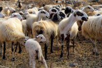 Κρούσμα ευλογιάς σε πρόβατο στη Λέσβο