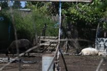 Μέχρι τέλος Οκτωβρίου η δωρεάν περισυλλογή νεκρών ζώων – Νέες προϋποθέσεις από τον Νοέμβριο για αποζημιώσεις σε κτηνοτρόφους