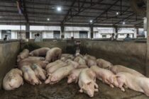 Ανοίγει ξανά η αγορά ρωσικού χοιρινού κρέατος προς την Κίνα