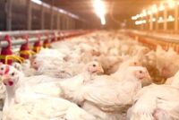 Rabobank: Η μείωση της τιμής των ζωοτροφών θα βοηθήσει στην ανάκαμψη στην παγκόσμια αγορά πουλερικών
